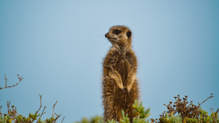 Meerkat in Oudtshoorn, South Africa by Annelieke Huijgens