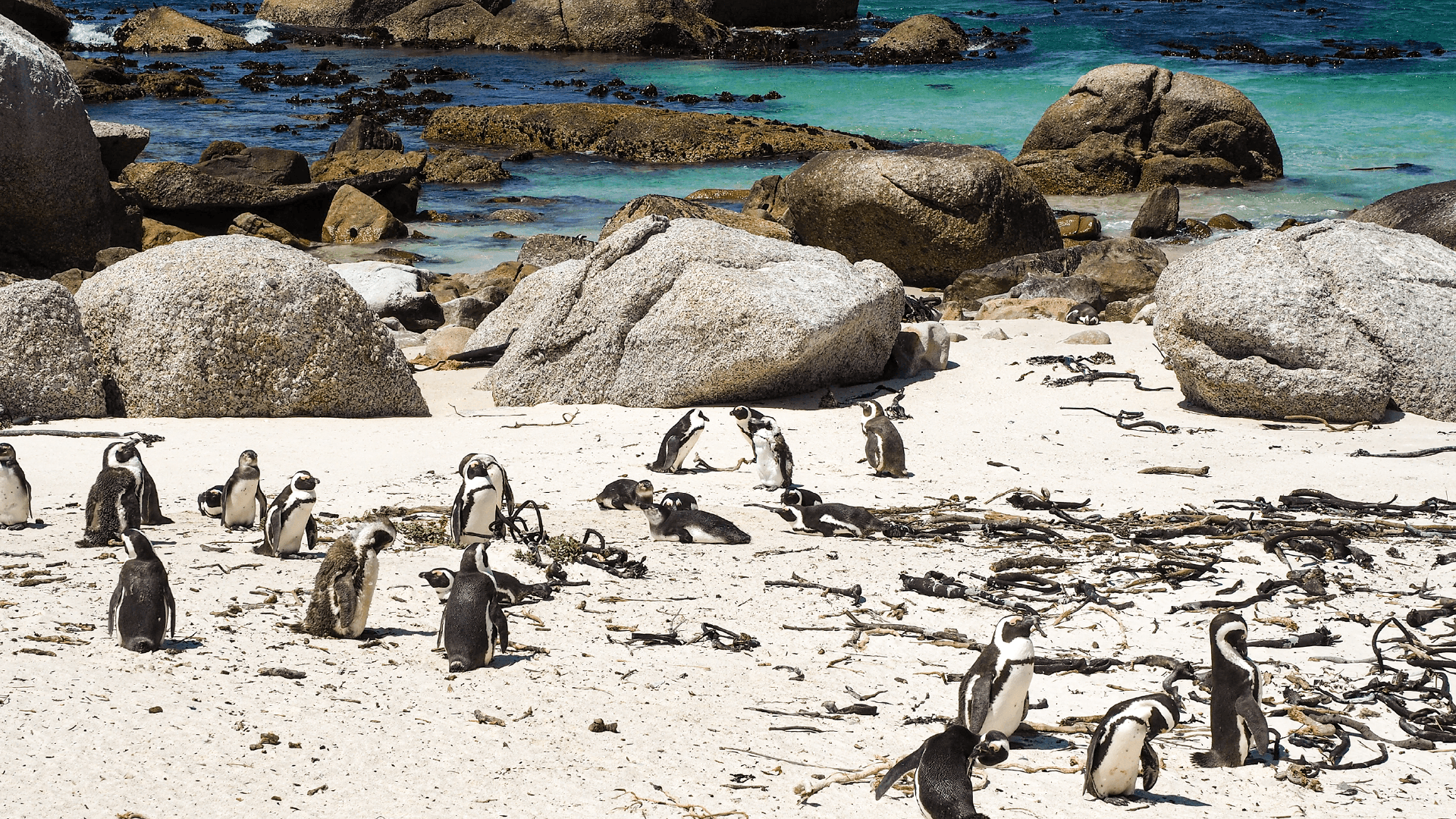 Penguins on Boulder's Beach in Cape Town, South Africa by Emily Fraser