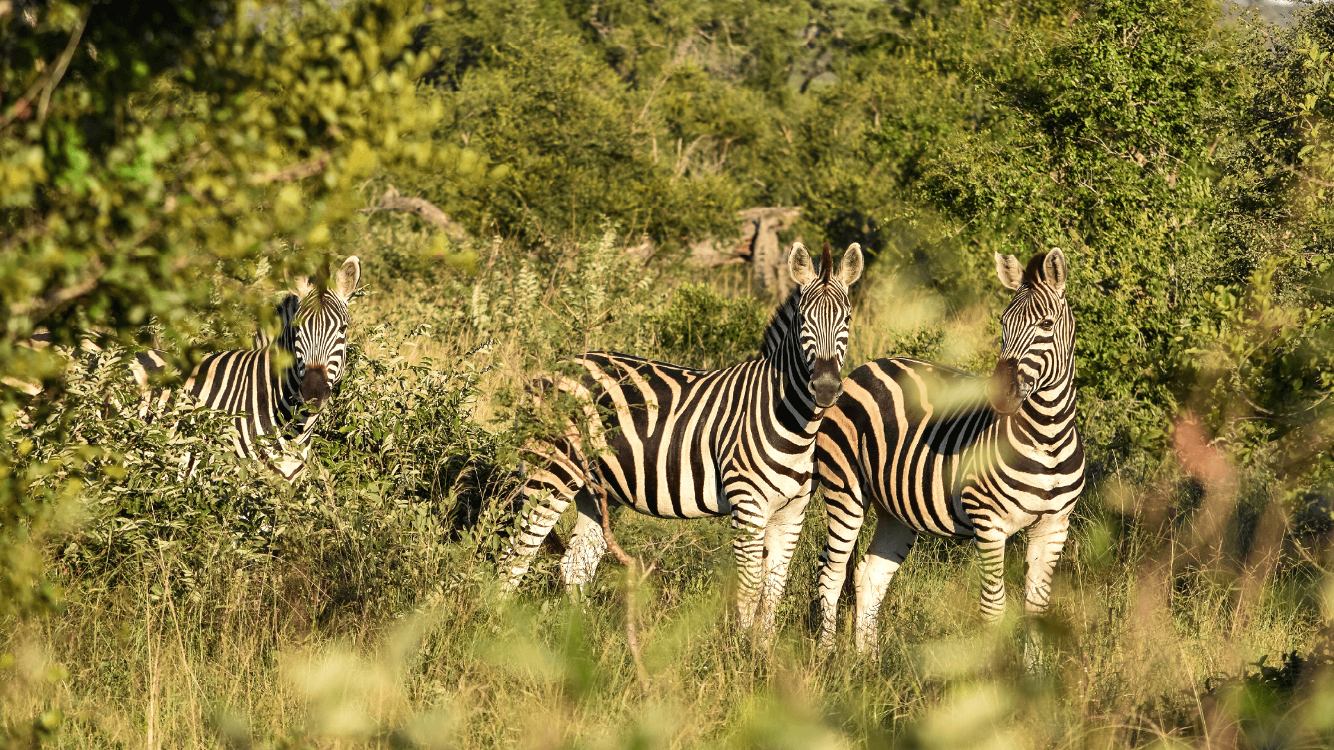 Zebras in Kruger National Park, South Africa by Kelly Whitelaw