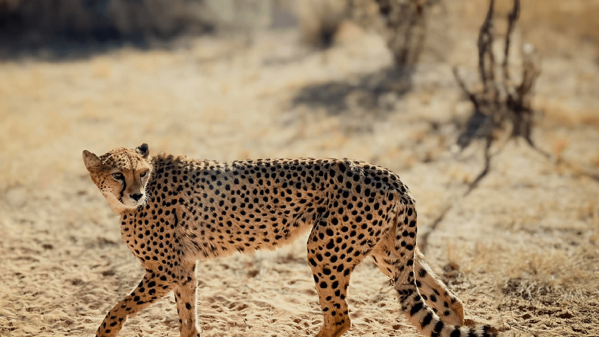 Cheetah on the prowl in Chobe National Park, Botswana captured by Jennifer Winsor