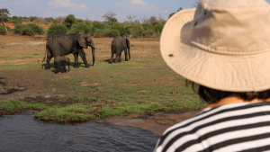 A women looking out at African Elephants wondering the plains of Chobe National Park, Botswana captured by Amie Bunnik