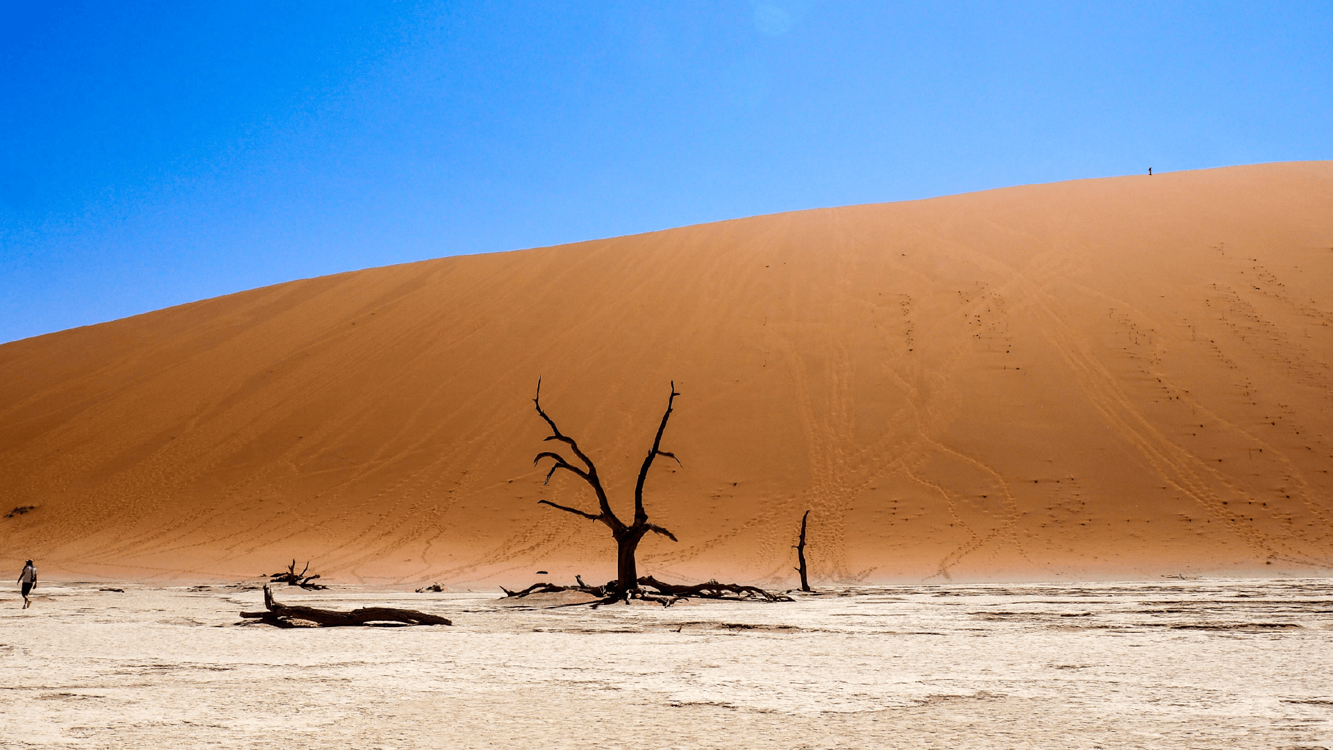 Deadvlei pans, Sossuvlei, Namibia by Emily Fraser