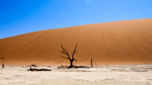 Deadvlei pans, Sossuvlei, Namibia by Emily Fraser