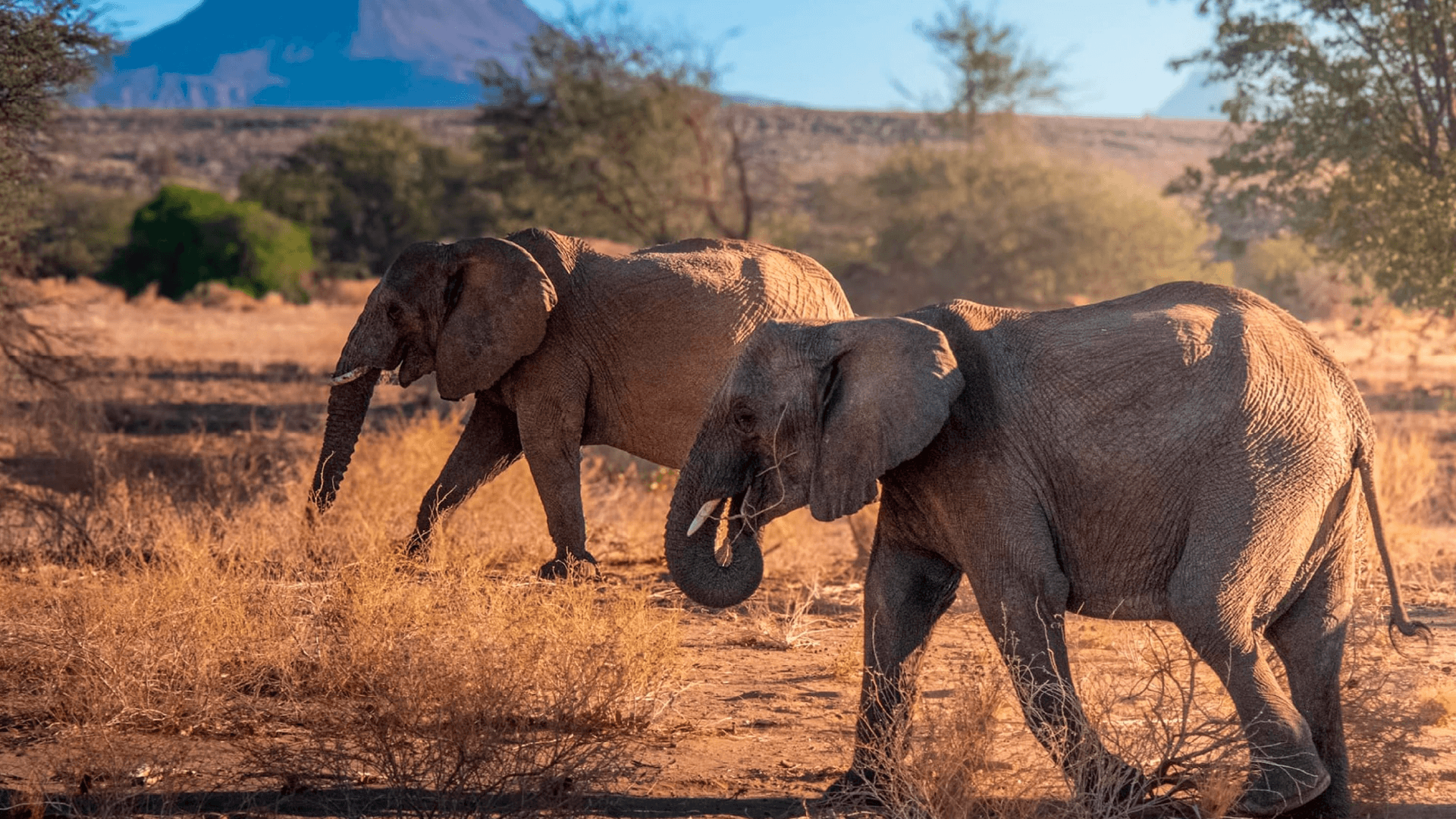 Elephants roaming in the shrublands of Etosha National Park, Namibia captured by Jennifer Winsor