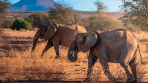 Elephants roaming in the shrublands of Etosha National Park, Namibia captured by Jennifer Winsor
