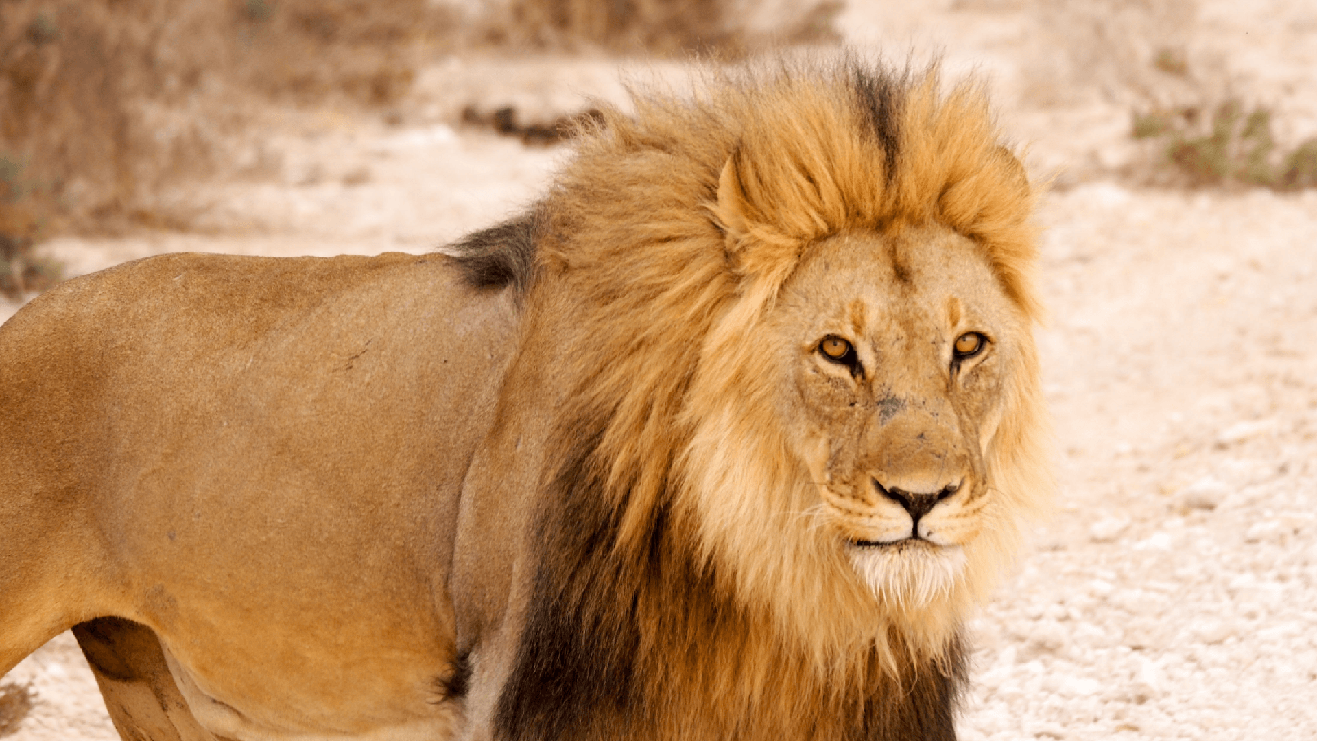 Lion in Etosha National Park, Namibia by Emily Fraser