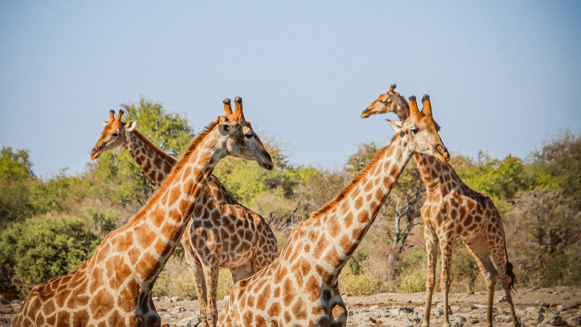 Giraffes in Etosha National Park, Namibia by Honi Gibson