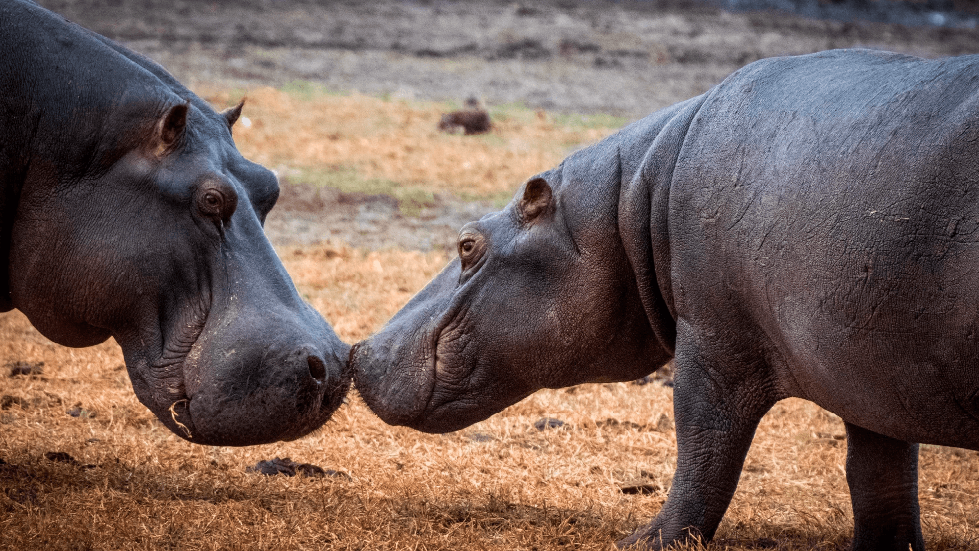 Hippos in Chobe National Park, Botswana captured by Dennis Hundscheidt