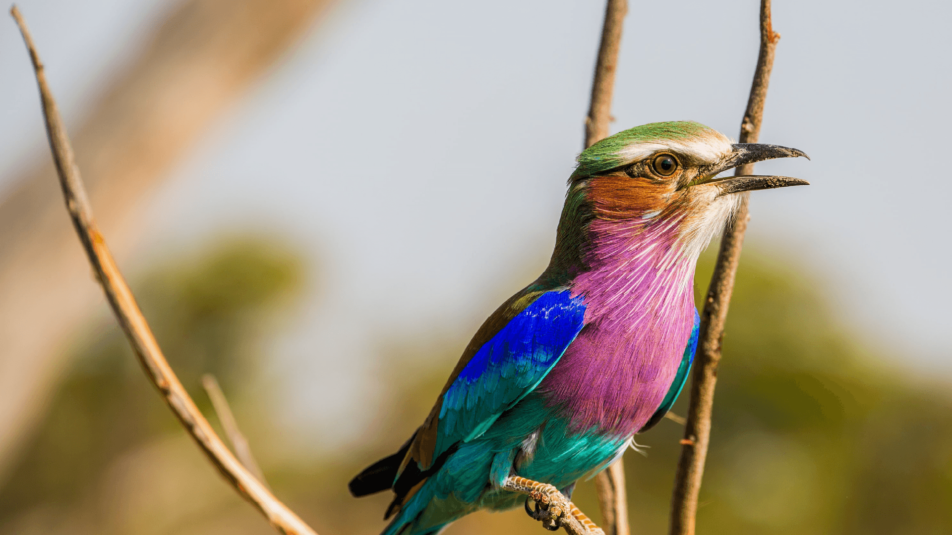 Lilac Breasted Roller, Okavango Delta, Botswana by Graham Meale