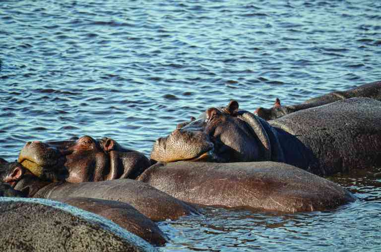 Hippos submerged in water grouped together, resting heads on each others bodies on a Botswana tour