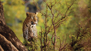 Lake Manyara National Park, Tanzania by Diane Carter