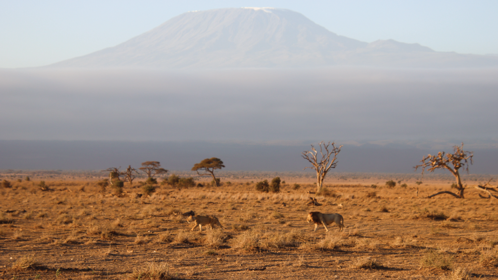 Amboseli National Park, Kenya by Annelieke Huijgens