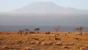 Amboseli National Park, Kenya by Annelieke Huijgens