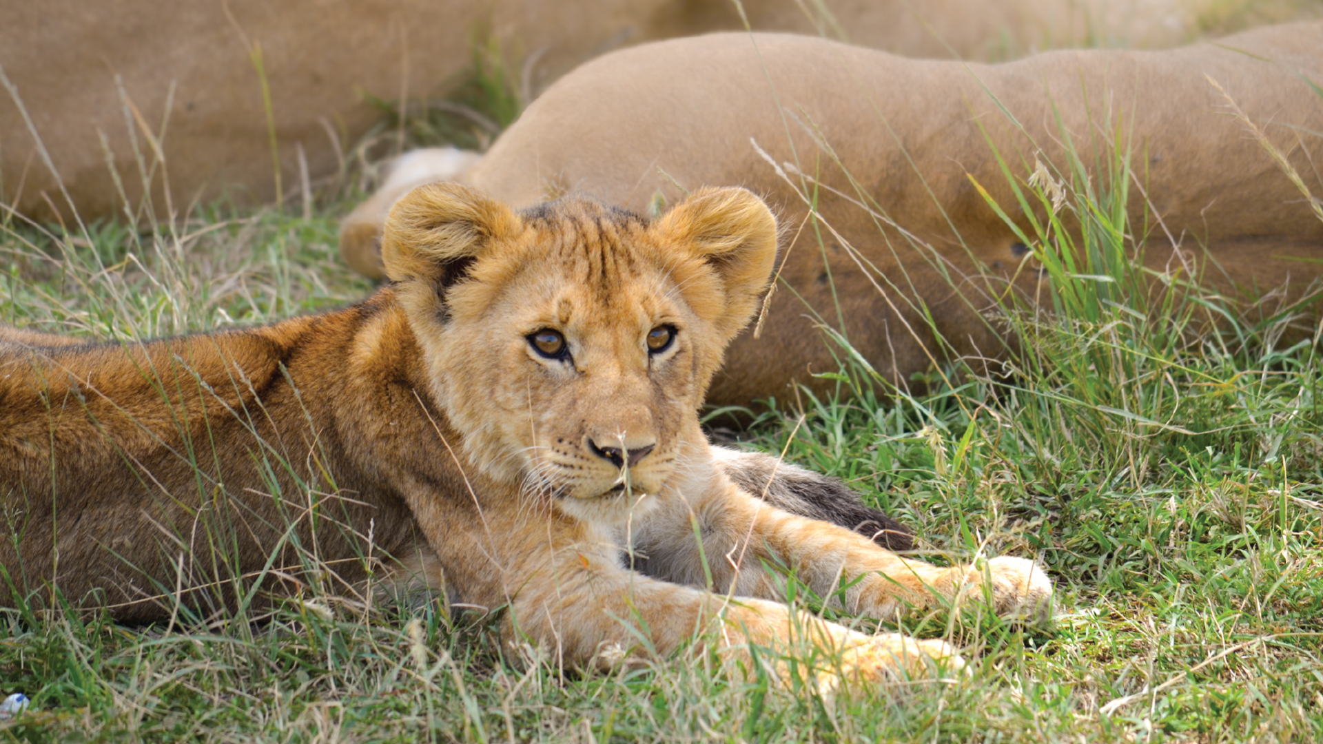 Maasai Mara, Kenya by Annelieke Huijgens