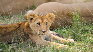 Maasai Mara, Kenya by Annelieke Huijgens