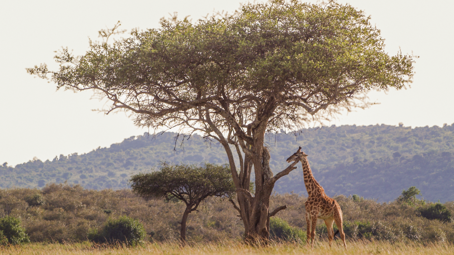 Maasai Mara, Kenya by Gary Hayes