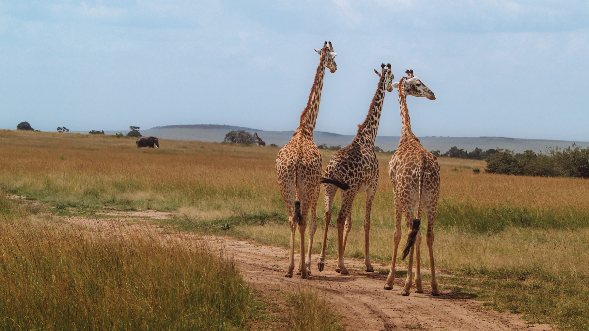 Maasai Mara, Kenya by Gary Hayes