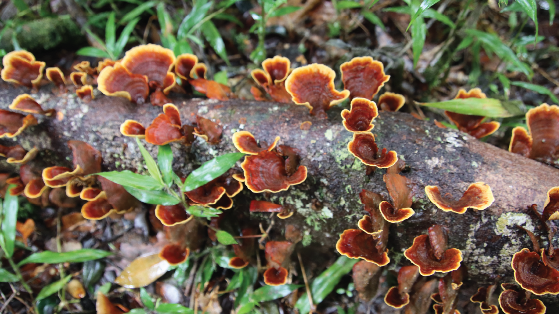 Andasibe Analamazaotra Reserve, Madagascar by Annalieke Huijgens