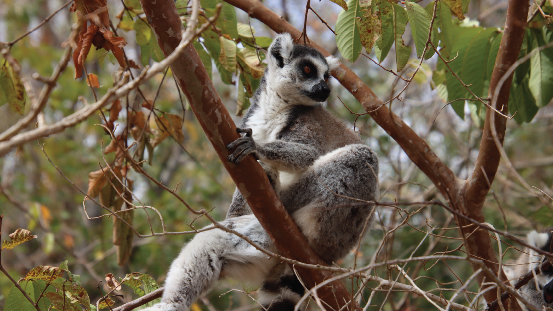 Anja Reserve, Madagascar by Annelieke Huijgens