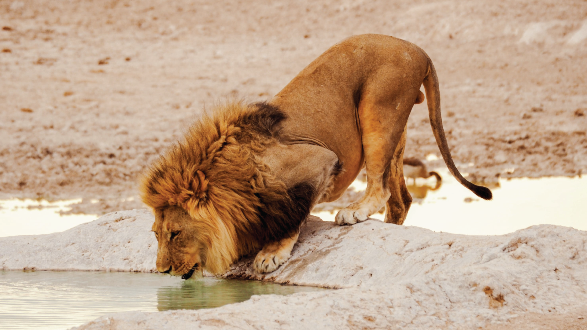 Etosha National Park, Namibia by Emily Fraser
