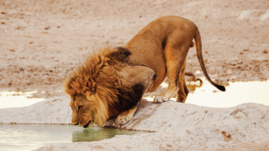 Etosha National Park, Namibia by Emily Fraser