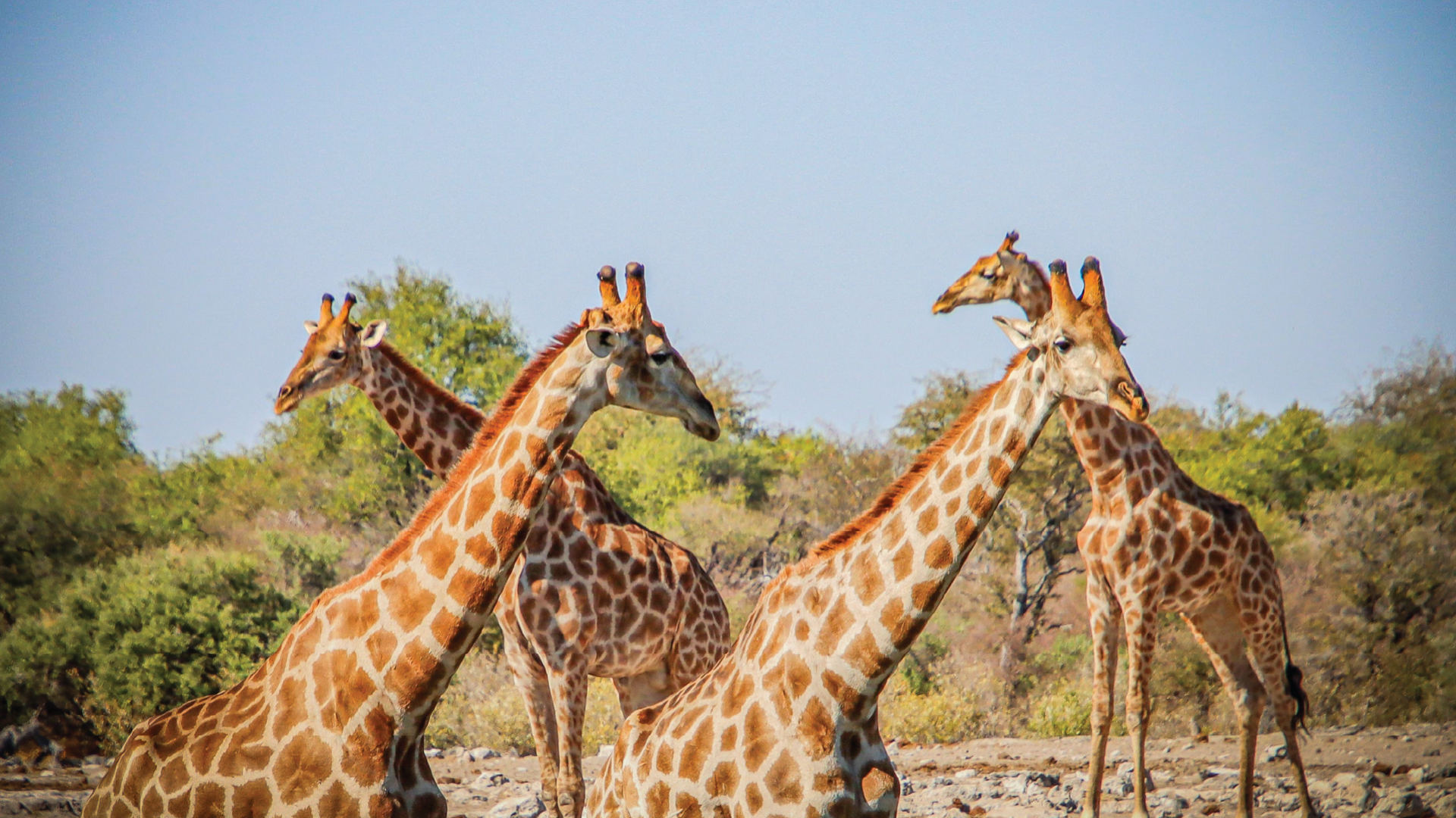 Etosha National Park, Namibia by Honi Gibson