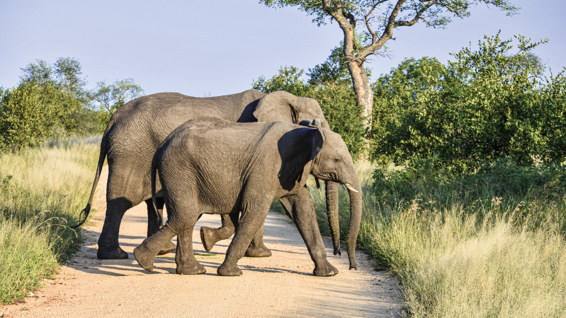 Cruger National Park, South Africa by Kelly Whitelaw