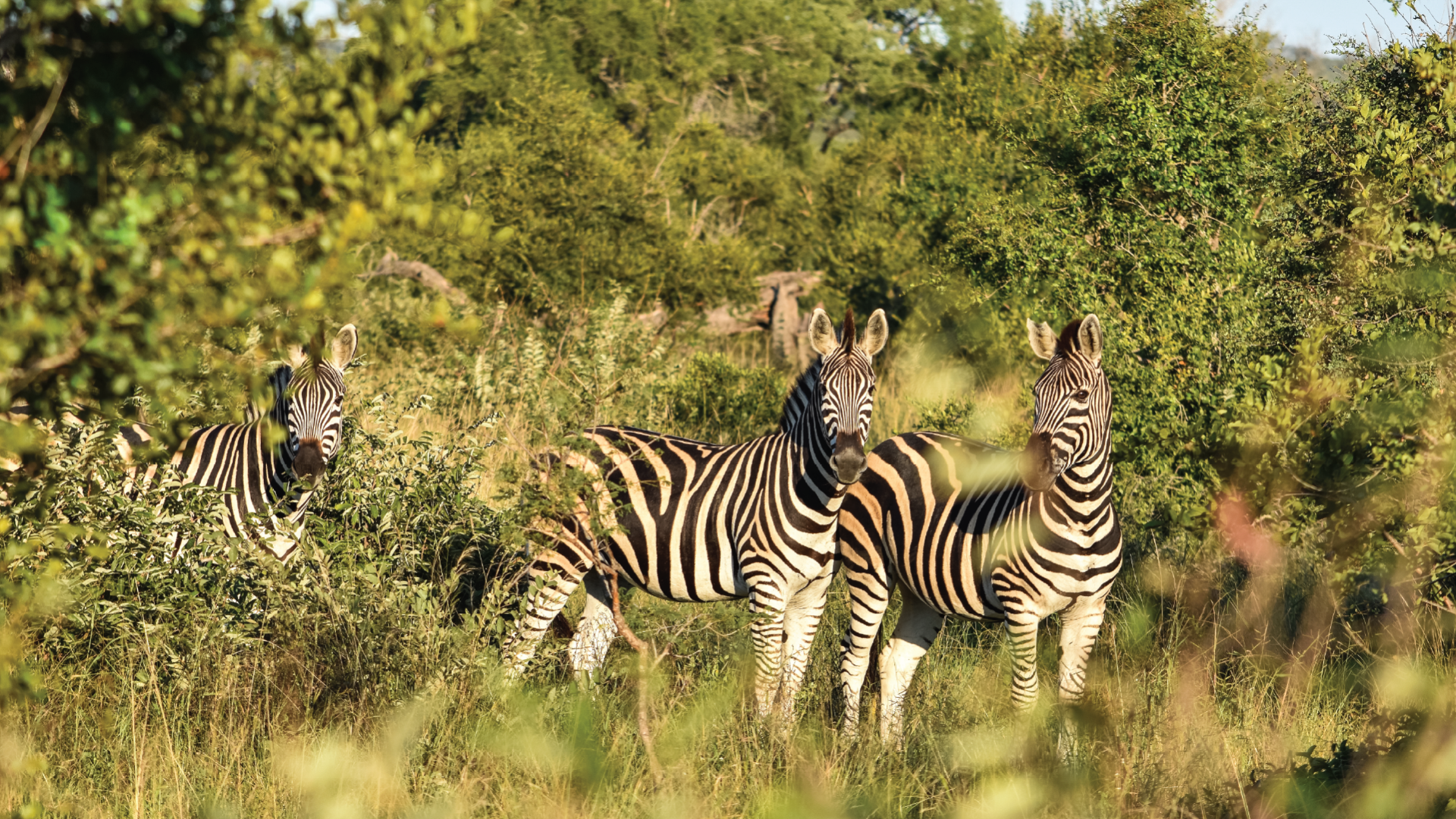 Kruger National Park, South Africa by Kelly Whitelaw