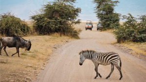 Ngorongoro Crater, Tanzania by Zoe Francis