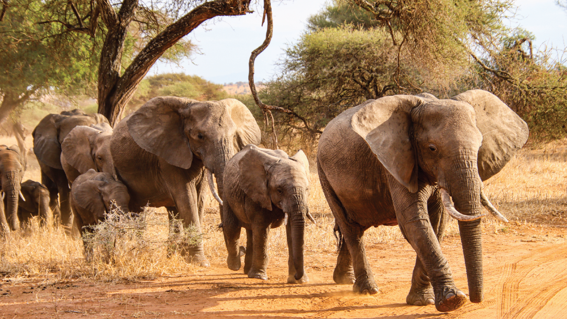 Tarangire National Park, Tanzania by Annelieke Huijgens