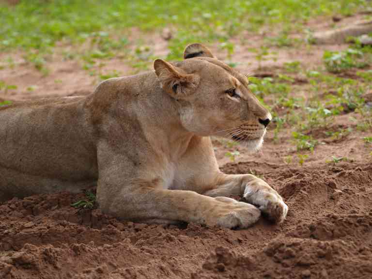 Chobe National Park, Botswana by Annelieke Huijgens