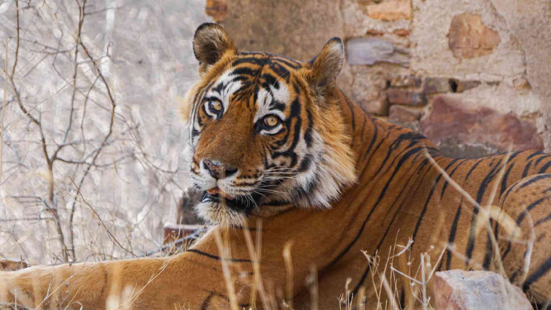 Bengal Tiger in Ranthambore National Park, India