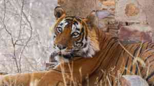 Bengal Tiger in Ranthambore National Park, India