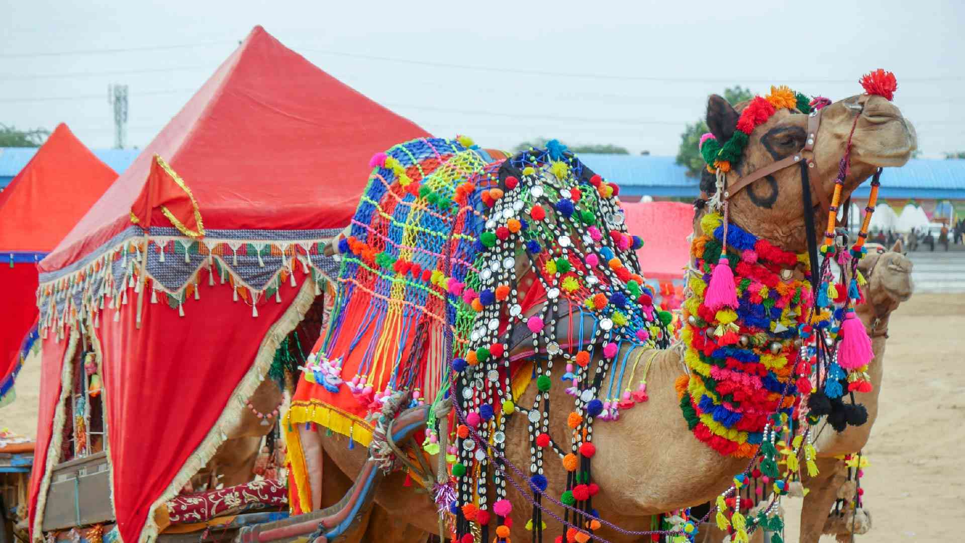 A decorated camel for the Pushkar Festival, Pushkar, India