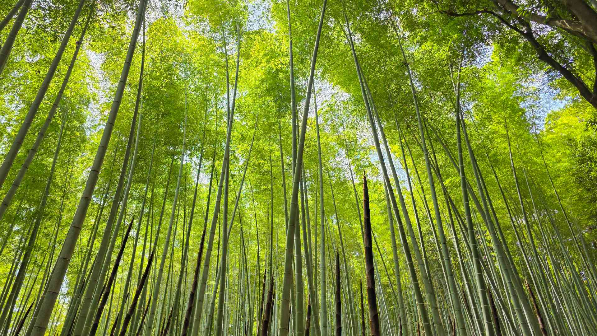Arashiyama Bamboo Forest in Kyoto,  Japan by KJ Phillips