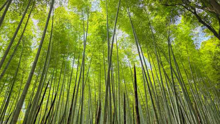 Arashiyama Bamboo Forest in Kyoto,  Japan by KJ Phillips