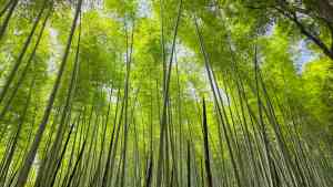 Arashiyama Bamboo Forest in Kyoto,  Japan by KJ Phillips