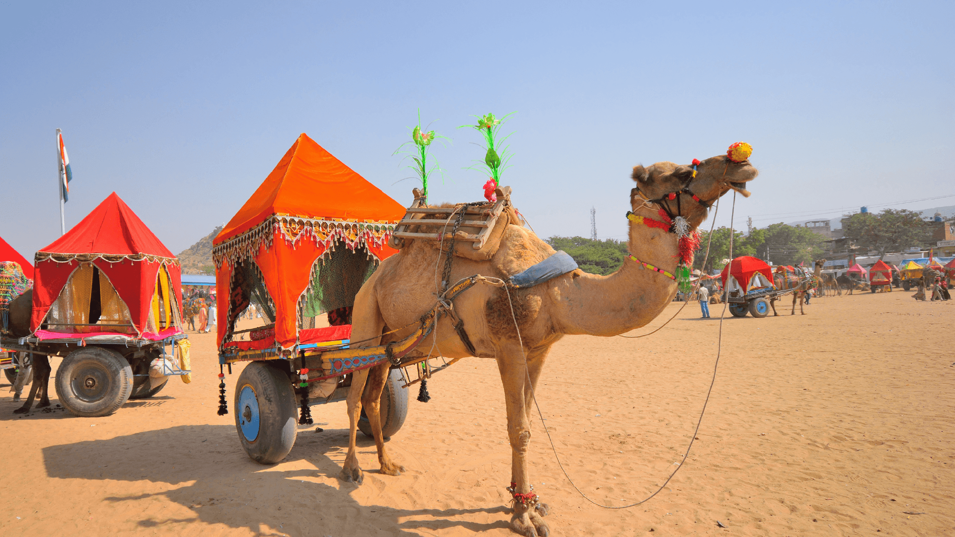 A decorated camel for the Pushkar Festival, Pushkar, India by AdobeStock
