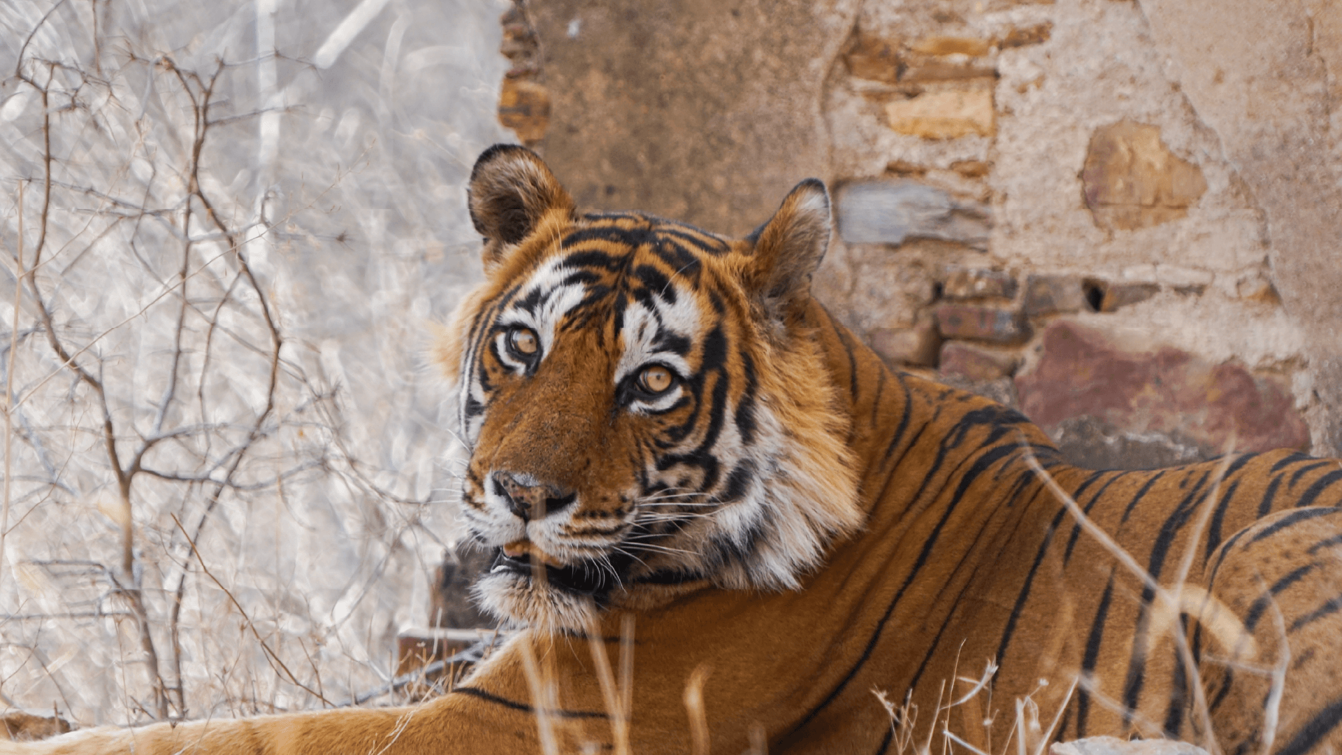 Bengal Tiger in Ranthambore National Park, India by Matt Baldock