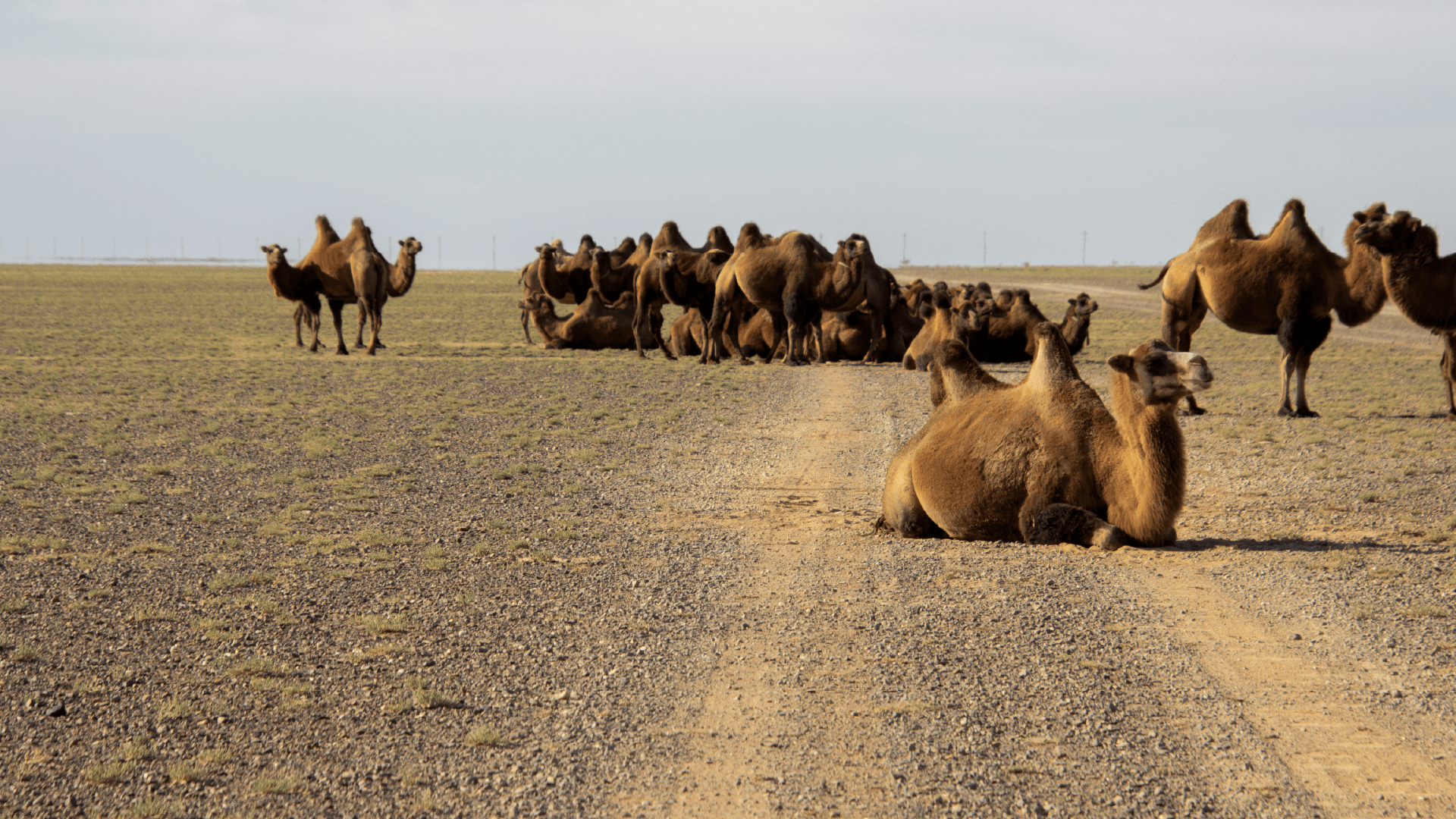 Camels in the Gobi Desert, Mongolia by Annelieke Huijgens