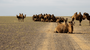 Camels in the Gobi Desert, Mongolia by Annelieke Huijgens