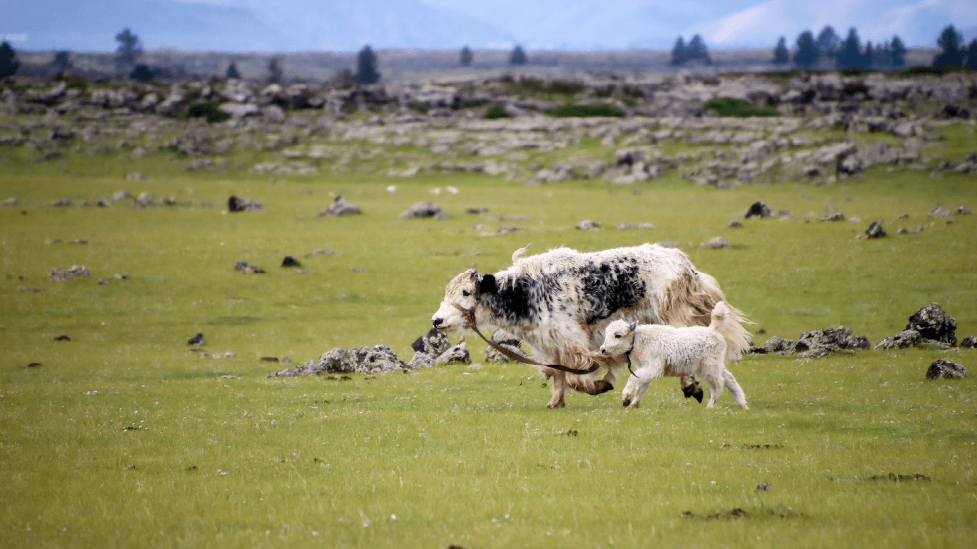 Yaks in the Orkhon Valley, Mongolia by Annelieke Huijgens