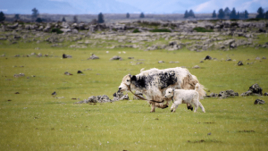 Yaks in the Orkhon Valley, Mongolia by Annelieke Huijgens