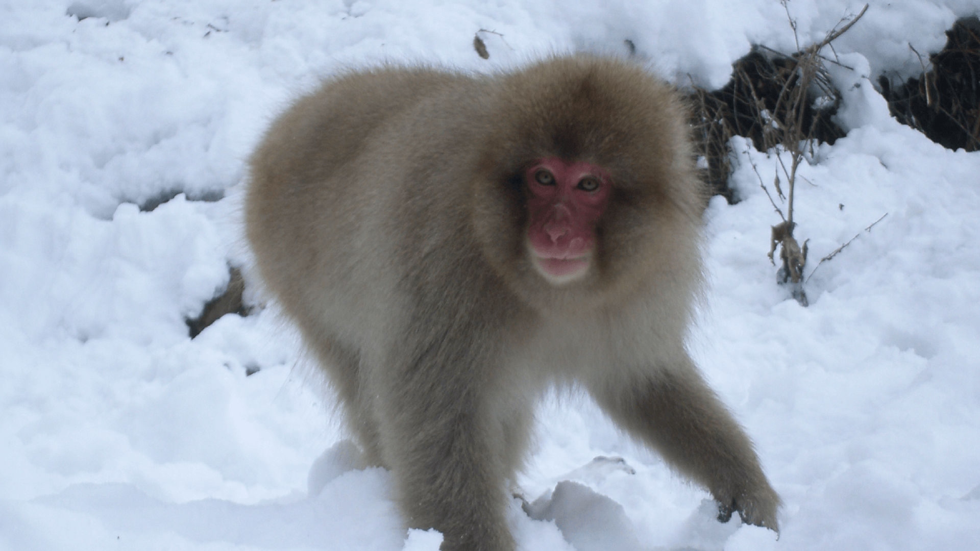 Snow Monkey at Jigokudani Snow Monkey Park, Nagano, Japan by Emily Warner