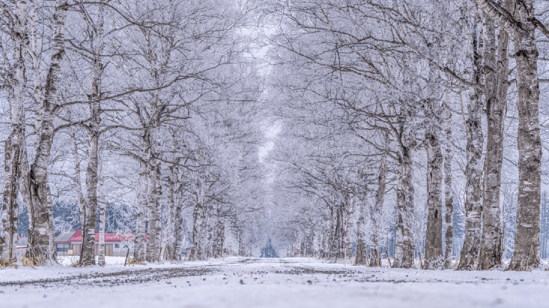 Snow-covered trees at Tokachi Birch Avenue during the Winter time, Hokkaido, Japan by Hokkaido Tourism
