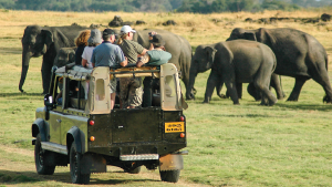 Minneriya National Park, Sri Lanka by Roy Bisson