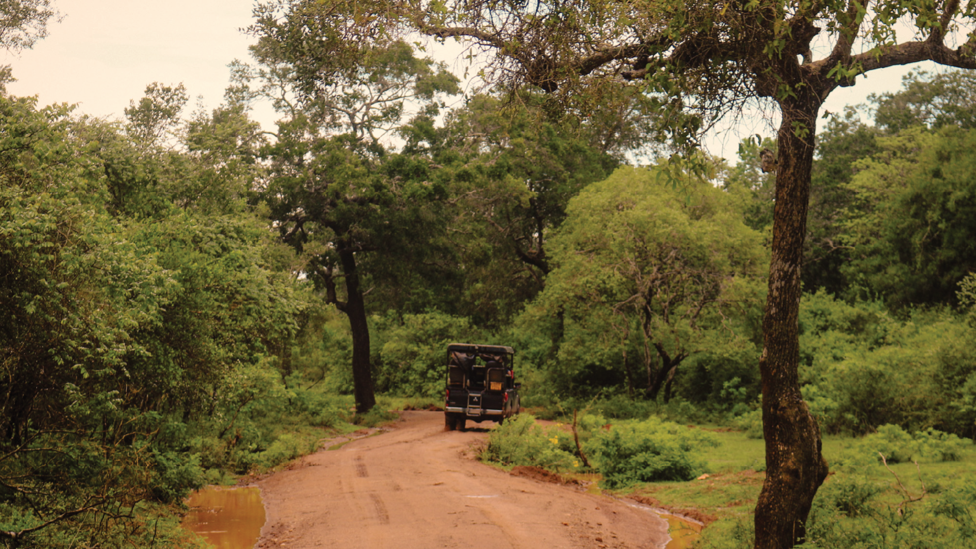 Wilpattu Safari Camp, Sri Lanka by Harriet Holmes