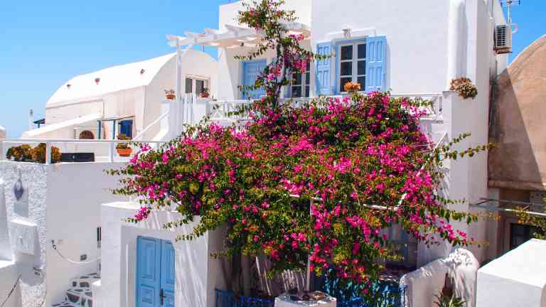 Vibrant flowers on a whitewashed Santorini home on a Bunnik Tour of Greece