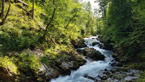 Vintgar Gorge in Slovenia by Dennis Bunnik