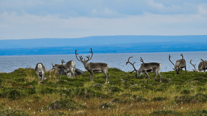 Drive to Honningsvag, Norway by Dennis Bunnik